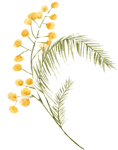 Watercolor Mimosa Branch Illustration